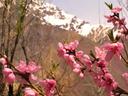 Spring blossoms.